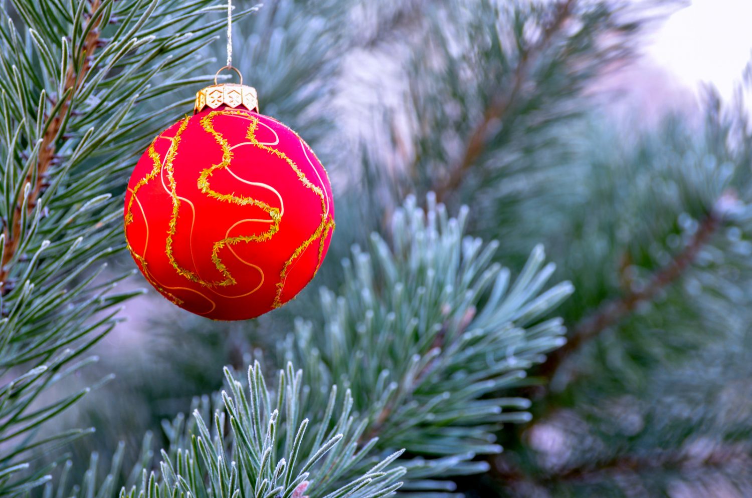 Cut your own Christmas Tree From The Chequamegon Nicolet National 