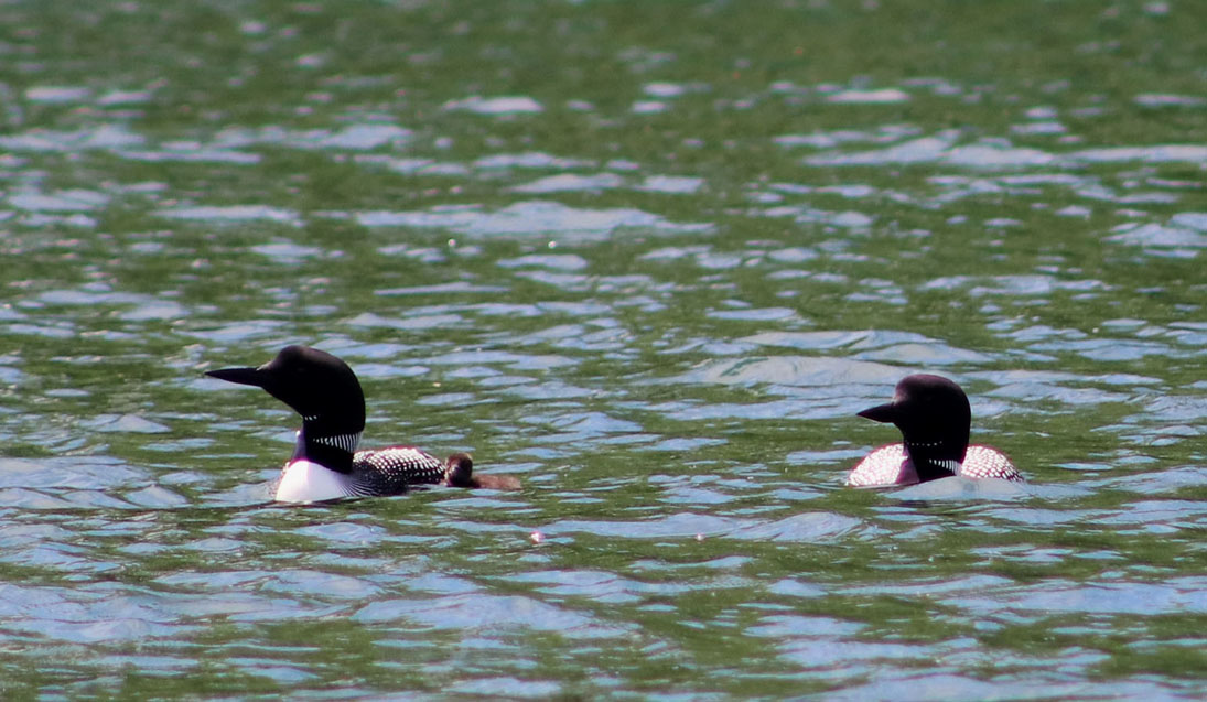 Proud loon parents swim with their little one on Clear Lake in Woodruff.