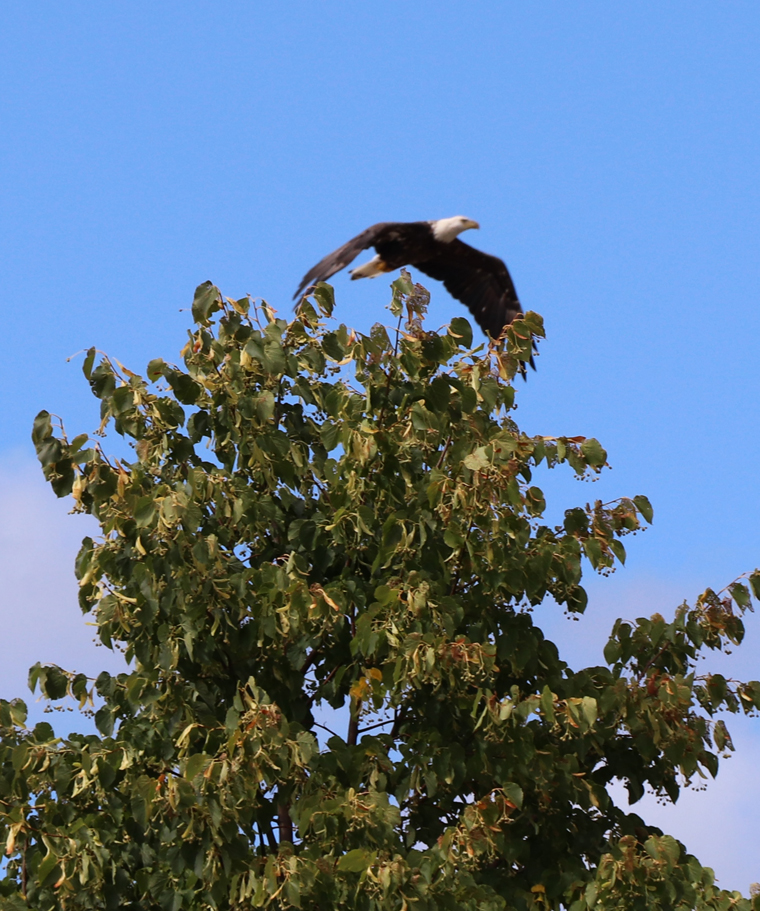 An eagle soars overhead.