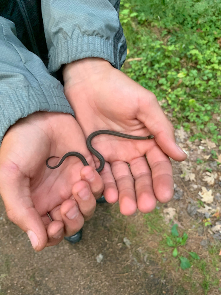 This red belly snake was seen on the Bearskin Trail in Hazelhurst.