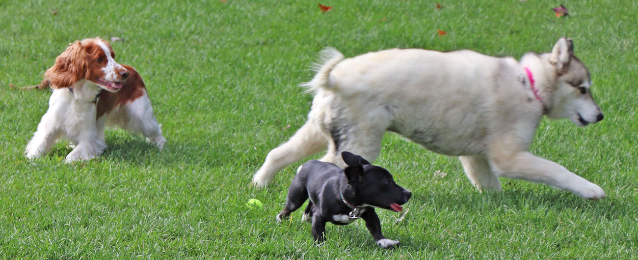 Dogs enjoy playing at the Lakeland Area Dog Park in Minocqua.