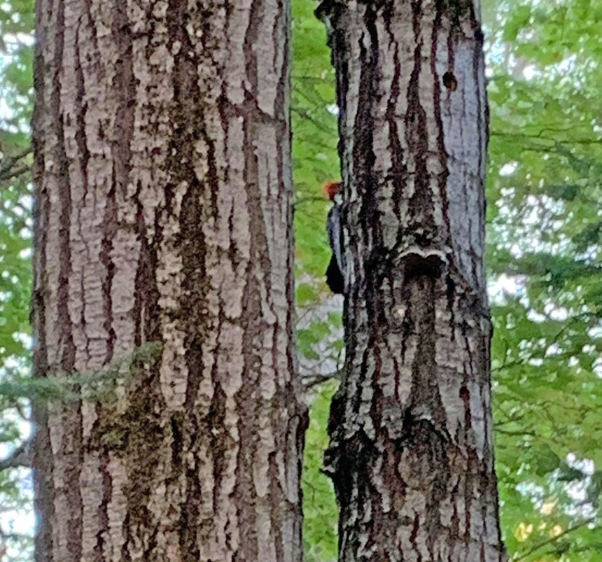 Pileated woodpecker looks for it’s dinner in these trees.