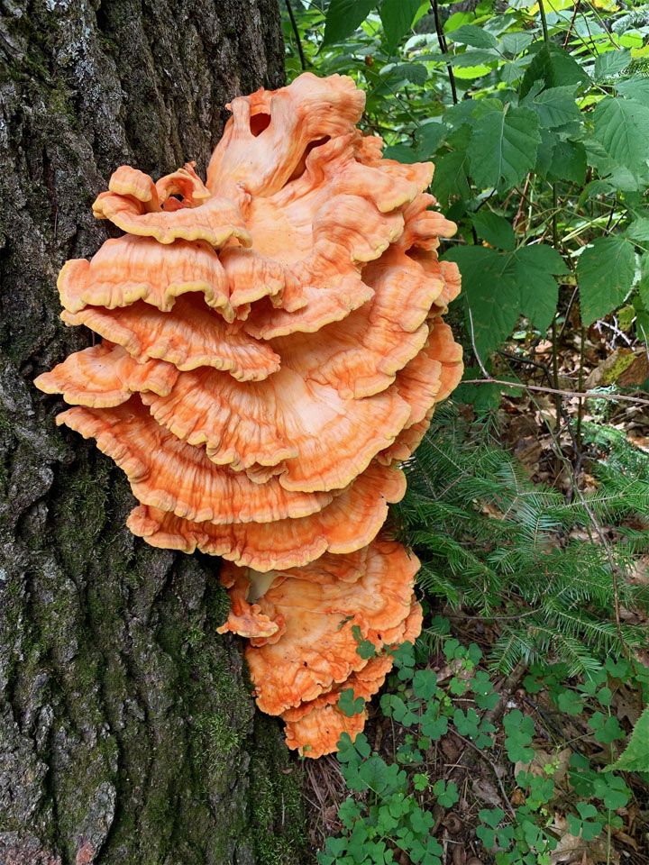 "Chicken of the Woods" grows along this tree in Arbor Vitae.