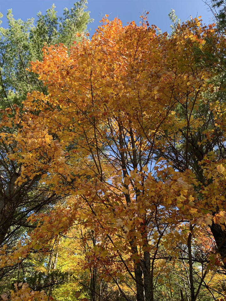 Brightly colored trees along the Bearskin Trail.