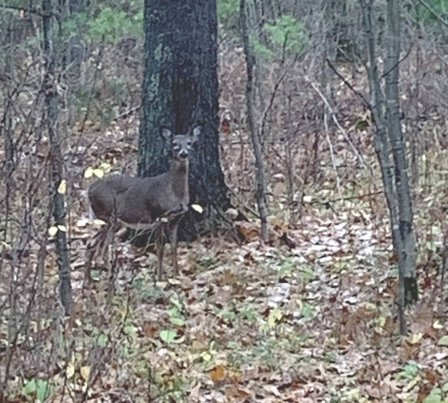 A deer walking through the woods near Arbor Vitae.