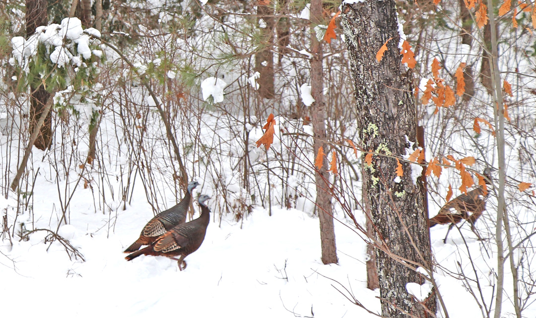 Turkeys taking a walk in the woods near Hazelhurst.