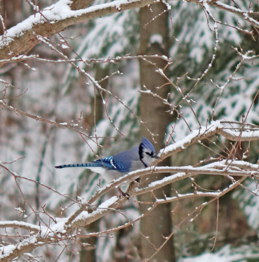 A blue jay takes a break before continuing its quest for food.